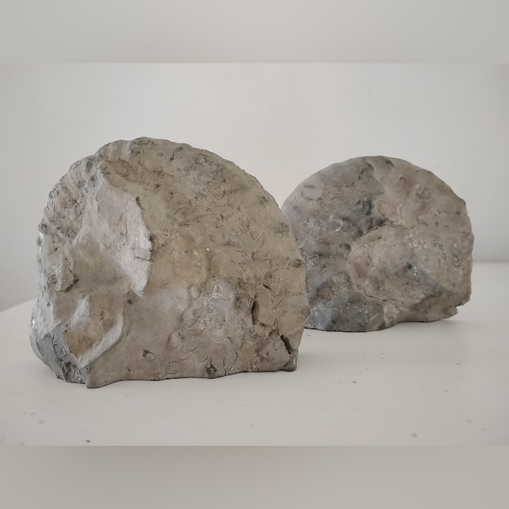 Ammonite Fossil Authentic Matched Pair Set Polished Natural Eco Decor Bookends - Picture 2 of 10